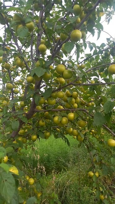 купить дом в баку хырдалан: 27 соток, Для сельского хозяйства, Собственник, Купчая, Техпаспорт — 3