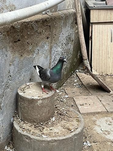 korella quşu: İki erkey iki maya göylər satılır super heyvanlardı — 3