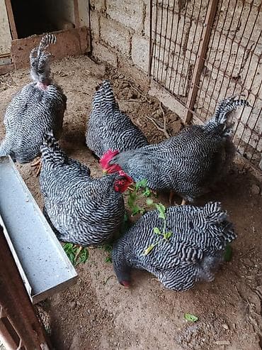 Yemlər: Toyuq, Yumurtalıq, Ünvandan götürmə — 3