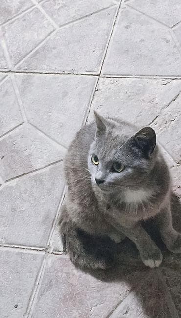 ucuz pudel: Rus mavi, Dişi, Yaxşı əllərə, Ödənişli çatdırılma — 4