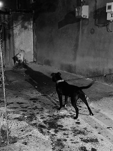 Pitbul, 5 ay, Dişi, Ünvandan götürmə — 3