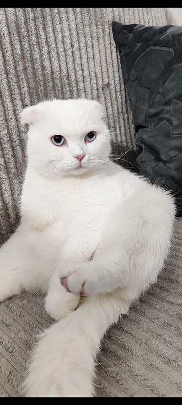 munchkin pişik: Şotland yastı qulaq, Erkək, Yaxşı əllərə — 2