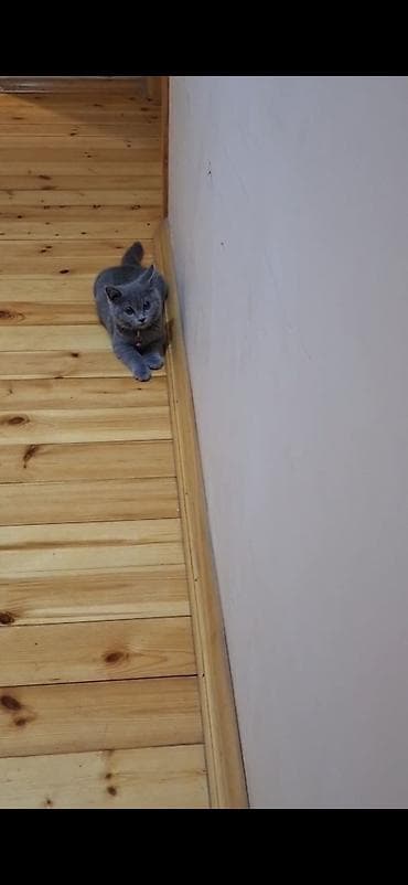 pişik gəncə: Britan, Dişi — 5