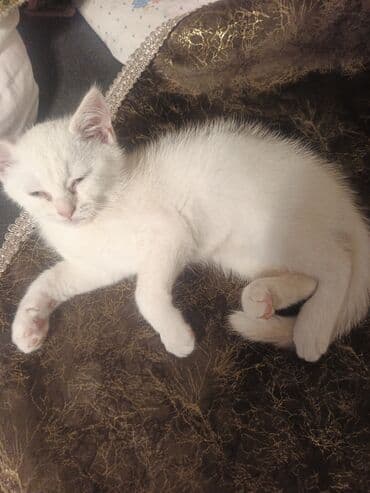 tüksüz pişiklər: Dişi, Yaxşı əllərə — 2