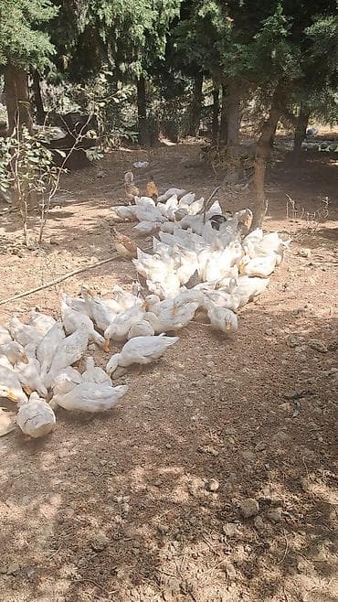 ev pişik adları: Pekin ördəkləri 4 ay yarimliq 120 eded topdan ve ya perakende satiş — 6