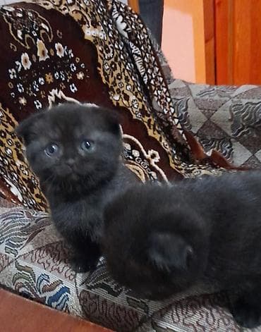 pisik yuvası: Şotland yastı qulaq — 1