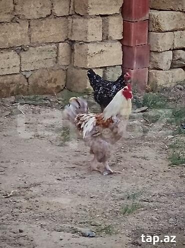 karella qus: Brama 8 aylıq sağlam heyvandi ciddi alıcılar narahat eləsin barterde — 2