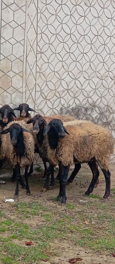 Salam ünvan Bakıin maştağa kendi obşi 5 baş cavan boğaz qoyunlar