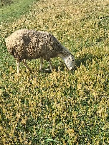 Beylaqan sortudu cavan heyvandi