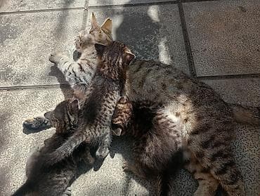 Pişiklər: Tabbi, Dişi, Yaxşı əllərə, Ünvandan götürmə — 3