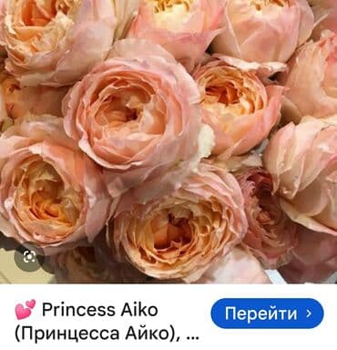 Роза японская Принцесса Айко lalafo.az -da Роза японская Принцесса Айко
