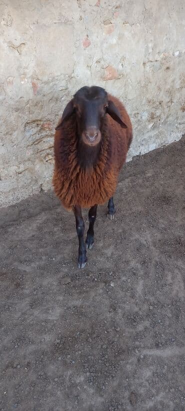 balasına sud verməyən qoyuna nə deyirlər: Salam erkeydi ekiztay ata anasida ozu kimi qanqırmızı heyvandi — 1