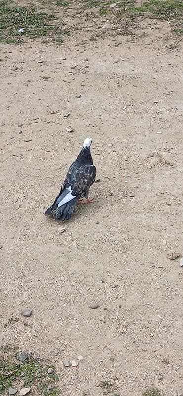 it yem: Məhsul: Göyərçin (oyun/uşağarlı tip) 17tuk mayadı qus goz qabagındadı — 3