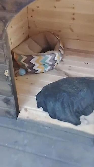 quzu qiyməti: İsti pol ilə it evi - Material: möhkəm taxta konstruksiya, ikiqat — 6