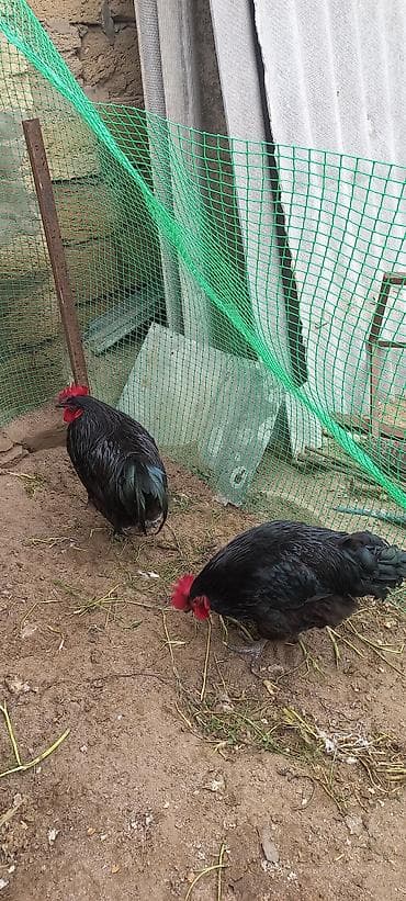 Məhsul: Qara rəngli xoruzlar.1 ədədi 60 manat Təsvir: - Şəklin özündə