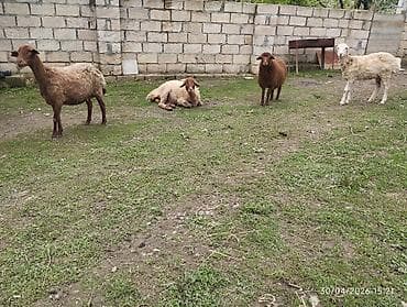 cins buzov: Qoyunlar – ana qoyunlar və quzular dəsti - Növ: Yerli ətlik/donluq — 6