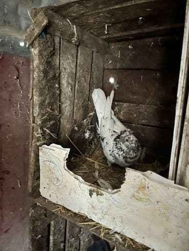 ucuz göyərçinlər: Məhsul: Ev göyərçini (ağ rəngli, qara ləkəli) Təsvir: - Rəng: Ağ fon — 3