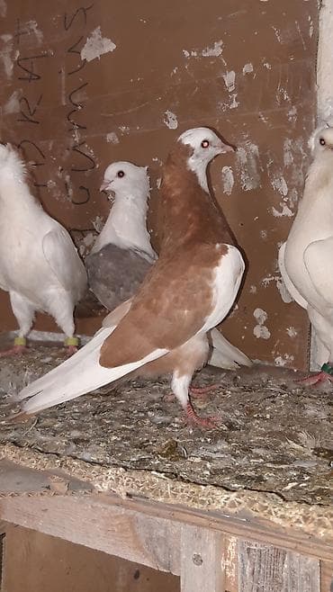 bulbul qusu: Ax baw kekili tekti maya olmalidi qiymeti 18manat.weher ici boltla — 6