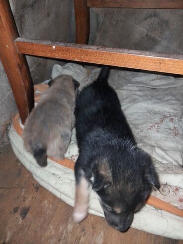 ucuz pudel: Balaca köpək balaları - Növ: it balaları - Rənglər: qara-boz — 1