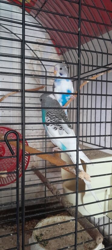 cuceye verilen adlar: 2 aylıq ərkəklər.2- х месячные самцы — 2