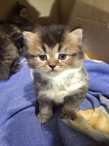 pisiklerin alqi satqisi: Erkək, Yaxşı əllərə — 2