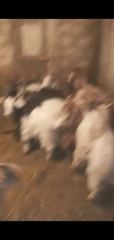 Digər heyvanlar: Qoyun-keçi təsərrüfatı üçün yerli keçilər satılır. - Növ: Yerli — 1