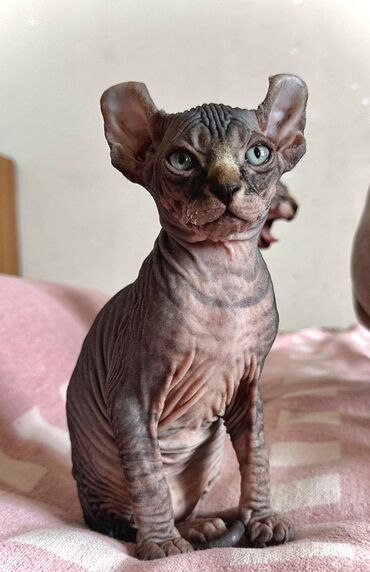 Pişiklər: Sfinks, Dişi — 1