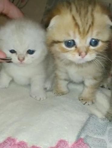 qax heyvan: Шотландская — 9