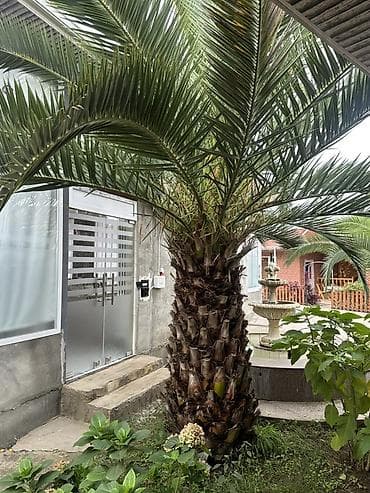 agaclar: 2.50 cm Dekorativ xurma palması (Phoenix canariensis – Kanarya — 3