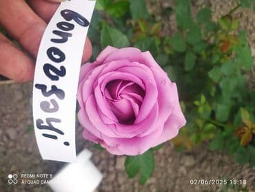 çiyələk şitili: Məhsul: Gül kolları – müxtəlif növ güllər Təsvir: - Seçmə dekorativ — 9