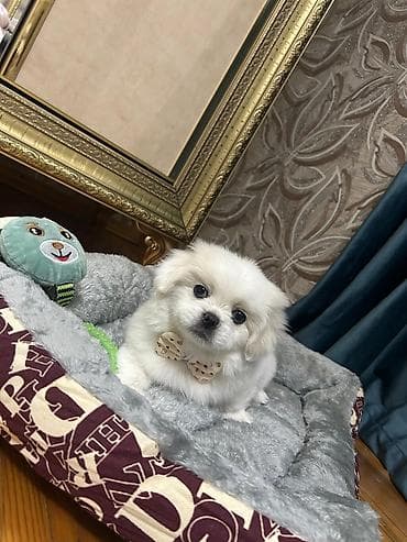 pisik evi satilir: Özünə təmiz pekines axtaran əlaqə saxlasın 3aylıq pekinesdir Qurd — 2