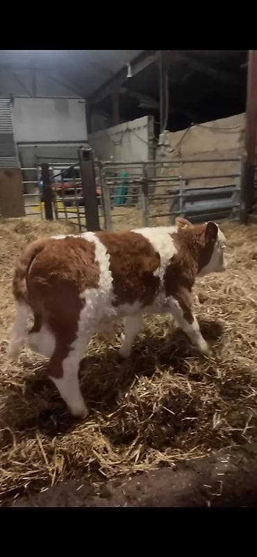 Телята: Simmental tipli buzağı - Cins: Simmental tipli, qırmızı-ağ rəngli - — 4