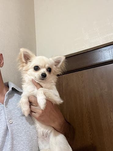 gold chinchilla: Çixuahua, 8 ay, Erkek, Peyvəndli, Ödənişli çatdırılma — 3