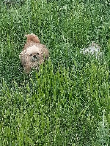 pulsuz it sahiblənmək: Pekines, 8 ay, Erkek, Ödənişli çatdırılma — 4