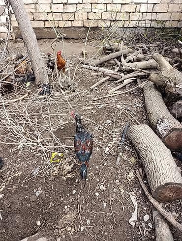 yasil bas ordek: Məhsul: Ev şəraitində bəslənən döyüş tipli xoruzlar və toyuqlar — 2