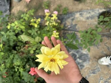 şaxtagülü qiyməti: Qızıl güllər satılır✅ İstənilən qədər var✅ Rəng çeşitləridə var✅ — 5