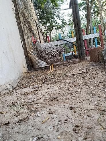 Toyuqlar: 4ay yarimliq erkek amroks.temiz qandir.hecbir problemi yoxdu.coxdu — 1
