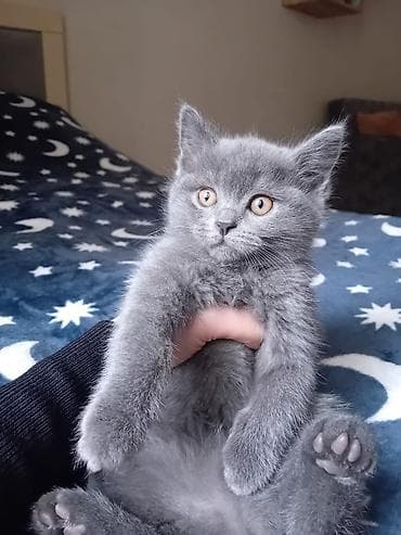 pişim: Britan — 4