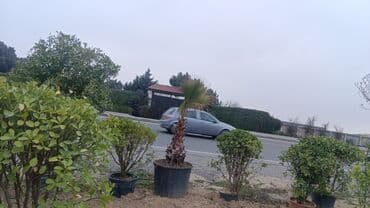 əhəng daşı satışı: Torf gubresinn satşi 2.50kepik çox olana endirim olacaq super — 12