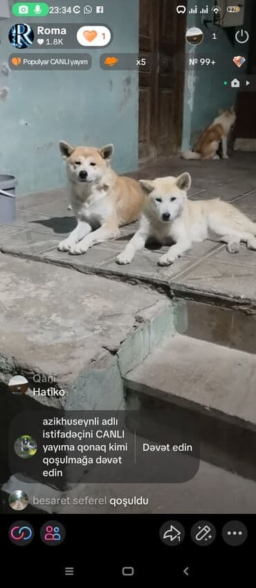 bala afcarka: Akita-inu, 6 ay, Dişi, Peyvəndli, Ünvandan götürmə — 1