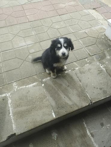 afcarka balası: Koker spaniyel, 2 ay, Dişi, Peyvəndli, Ödənişli çatdırılma — 10