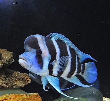 baliq akvarium: Trofeus, Ödənişli çatdırılma — 1