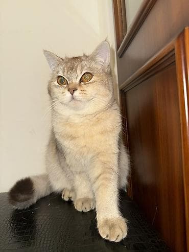 pişik şəkilləri: Britan — 3