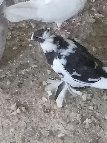 goyercin satisi: Satilir hər quşun öz qiyməti var ünvan dübəndi — 1