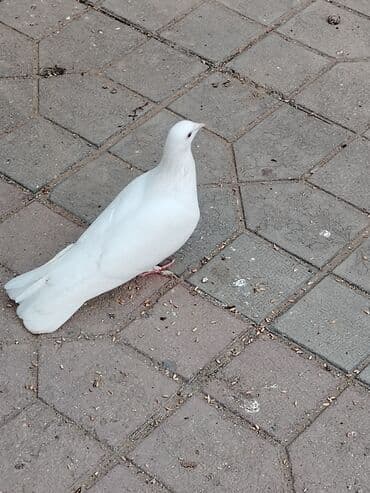 Dəniz mehsulu — 2