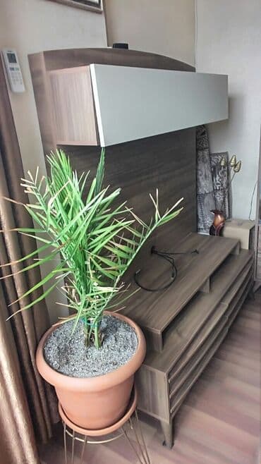 gerkules qiymeti: İşlənmiş, Düz TV altlığı, Polkalı, Türkiyə — 1