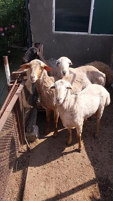 Qurbanlıq üçün qoyunlar erkekdi. 4dude klq 30 dan coxdu 1 denesi 500