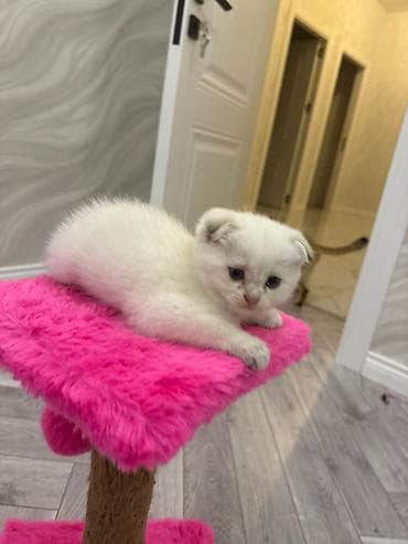 cins qazlar: Şotland yastı qulaq — 2