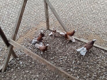 tap az goyercin satisi: Ağ Başlar 6denesi 100 Manat Enli Quyruq 17-18 Tükler — 3