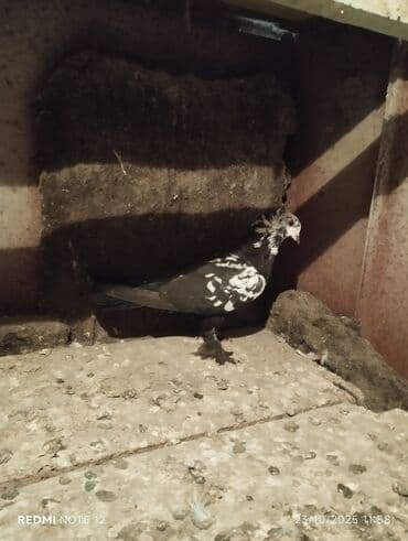 доска объявлений птицы: Tam sağlam 10 quş,tək tək ayrı qiymət real alıcıya endirimdə olacaq — 10